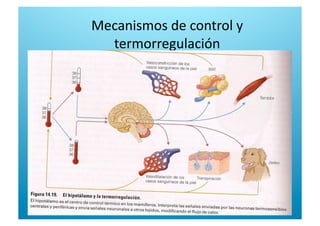 Mecanismos de control y 
termorregulación 
 