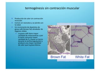 termogénesis sin contracción muscular 

   Producción de calor sin contracción 
muscular.  

   Común en neonatos y se pierde con 
la edad. 

   Un incremento de depósitos de 
grasa café (brown fat) alrededor de 
órganos vitales 

   La grasa café 6ene mayor 
can6dad de mitocondrias y por 
lo tanto consume mayor 
can6dad de O2 (hasta un tercio 
durante la termorregulación) y 
produce una mayor can6dad 
de calor que la grasa blanca. 
 