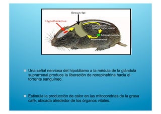   Una señal nerviosa del hipotálamo a la médula de la glándula
suprarrenal produce la liberación de norepinefrina hacia el
torrente sanguíneo.
  Estimula la producción de calor en las mitocondrias de la grasa
café, ubicada alrededor de los órganos vitales.
 