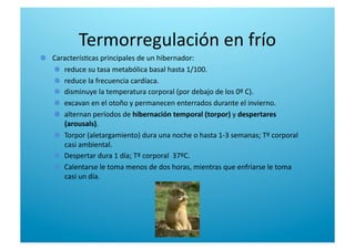   Caracterís6cas principales de un hibernador: 

   reduce su tasa metabólica basal hasta 1/100. 

   reduce la frecuencia cardíaca. 

   disminuye la temperatura corporal (por debajo de los 0º C). 

   excavan en el otoño y permanecen enterrados durante el invierno. 

   alternan períodos de hibernación temporal (torpor) y despertares 
(arousals). 

   Torpor (aletargamiento) dura una noche o hasta 1‐3 semanas; Tº corporal 
casi ambiental. 

   Despertar dura 1 día; Tº corporal  37ºC. 

   Calentarse le toma menos de dos horas, mientras que enfriarse le toma 
casi un día. 
Termorregulación en frío 
 