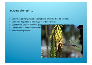 Durante el torpor... 

   La división celular y migración del epitelio en el intes6no no ocurren.  

   La síntesis de proteínas disminuye considerablemente. 

   Cuentan con un pool de mRNA que pueden u6lizar durante los despertares. 

   Descenso en la fosforilación oxida6va. 

   Se de6ene la glucólisis. 
 