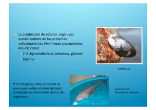 Mytilus spp. 
•  En los peces, estas proteínas se 
unen a pequeños cristales de hielo, 
inhibiendo su crecimiento dentro del 
organismo. 
Antarc6c cod 
Dissos%chus mawsoni 
  La producción de solutos  orgánicos 
estabilizadores de las proteínas 
an6congelantes (An6freeze glycoproteins 
AFGPs) como: 
 2‐3 diglicerofosfato, trehalosa, glicerol. 
 Taurina 
 