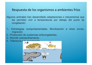 Respuesta de los organismos a ambientes fríos 
Algunos animales han desarrollado adaptaciones o mecanismos que
les permiten vivir a temperaturas por debajo del punto de
congelación:
1,- Estrategias comportamentales. Movilización a otras zonas,
migración
2.- Producción de sustancias anticongelantes.
3.- Permitir sobreenfriamiento
4.- Tolerancia a la congelación
 