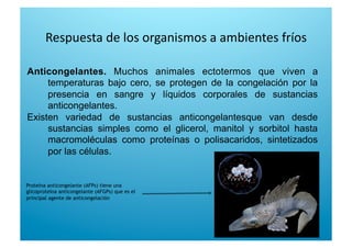 Respuesta de los organismos a ambientes fríos 
Anticongelantes. Muchos animales ectotermos que viven a
temperaturas bajo cero, se protegen de la congelación por la
presencia en sangre y líquidos corporales de sustancias
anticongelantes.
Existen variedad de sustancias anticongelantesque van desde
sustancias simples como el glicerol, manitol y sorbitol hasta
macromoléculas como proteínas o polisacaridos, sintetizados
por las células.
Proteína anticongelante (AFPs) tiene una
glicoproteína anticongelante (AFGPs) que es el
principal agente de anticongelación
 