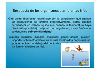 Respuesta de los organismos a ambientes fríos 
Otro punto importante relacionado con la congelación que cuando
las disoluciones se enfrían progresivamente, éstas pueden
permanecer en estado líquido aun cuando la temperatura haya
disminuido por debajo del punto de congelación, a este fenómeno
se denomina sobreenfriamiento.
Algunos animales (insectos, moluscos, peces árticos) pueden
soportar sobreenfriamiento en el cual los líquidos corporales se
pueden enfriar por debajo del punto de congelación pero sin que
se formen cristales de hielo
 
