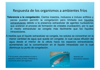 Respuesta de los organismos a ambientes fríos 
Tolerancia a la congelación. Ciertos insectos, moluscos e incluso anﬁbios y
peces pueden permitir la congelación pero limitada sus líquidos
extracelulares debido a la presencia extracelular de agentes nucleadores
que aceleran el proceso de formación de cristales (nucleación), por lo que
el medio extracelular se congela más fácilmente que los líquidos
intracelulares.
A medida que el líquido extracelular se congela, los solutos se concentran en la
menor cantidad de agua que queda sin congelar, lo cual causa difusión del
agua desde el interior de la célula hacia los espacios extracelulares,
aumentando así la concentración en el líquido intracelular con lo cual
disminuye su punto de congelación. 
•  En los peces, estas proteínas se unen a 
pequeños cristales de hielo, inhibiendo su 
crecimiento dentro del organismo. 
Antarc6c cod 
Dissos%chus mawsoni 
 