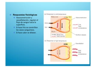   Respuestas fisiológicas

   Vasoconstricción y 
vasodilatación, regulan el 
ﬂujo de sangre hacia la 
superﬁcie. 

   Si hace frío se constriñen 
los vasos sanguíneos. 

   Si hace calor se dilatan. 
 