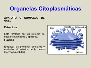 Organelas Citoplasmáticas
APARATO O COMPLEJO DE
GOLGI
Estructura
Está formado por un sistema de
sáculos aplanados y apilados.
Función
Empacar las proteínas celulares y
enviarlas al exterior de la célula
(secreción celular).
 