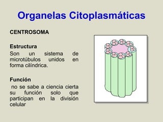 Organelas Citoplasmáticas
CENTROSOMA
Estructura
Son un sistema de
microtúbulos unidos en
forma cilíndrica.
Función
no se sabe a ciencia cierta
su función solo que
participan en la división
celular
 