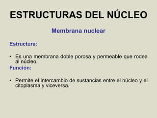 ESTRUCTURAS DEL NÚCLEO
Membrana nuclear
Estructura:
• Es una membrana doble porosa y permeable que rodea
al núcleo.
Función:
• Permite el intercambio de sustancias entre el núcleo y el
citoplasma y viceversa.
 