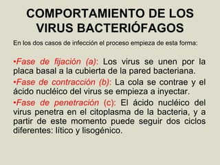 COMPORTAMIENTO DE LOS
VIRUS BACTERIÓFAGOS
En los dos casos de infección el proceso empieza de esta forma:
•Fase de fijación (a): Los virus se unen por la
placa basal a la cubierta de la pared bacteriana.
•Fase de contracción (b): La cola se contrae y el
ácido nucléico del virus se empieza a inyectar.
•Fase de penetración (c): El ácido nucléico del
virus penetra en el citoplasma de la bacteria, y a
partir de este momento puede seguir dos ciclos
diferentes: lítico y lisogénico.
 