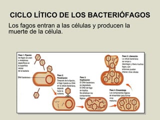 CICLO LÍTICO DE LOS BACTERIÓFAGOS
Los fagos entran a las células y producen la
muerte de la célula.
 