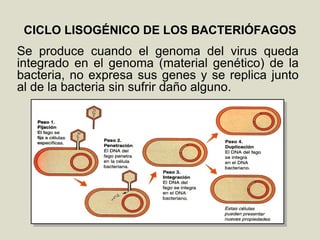 CICLO LISOGÉNICO DE LOS BACTERIÓFAGOS
Se produce cuando el genoma del virus queda
integrado en el genoma (material genético) de la
bacteria, no expresa sus genes y se replica junto
al de la bacteria sin sufrir daño alguno.
 