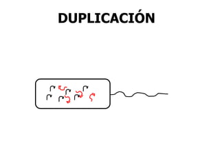 DUPLICACIÓN
 