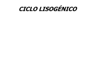 CICLO LISOGÉNICO
 