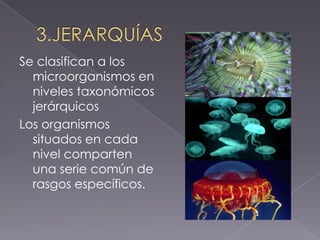 Se clasifican a los
microorganismos en
niveles taxonómicos
jerárquicos
Los organismos
situados en cada
nivel comparten
una serie común de
rasgos específicos.
 