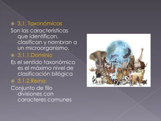  3.1. Taxonómicas
Son las características
que identifican,
clasifican y nombran a
un microorganismo.
 3.1.1.Dominio
Es el sentido taxonómico
es el máximo nivel de
clasificación bilógica
 3.1.2.Reino:
Conjunto de filo
divisiones con
caracteres comunes
 