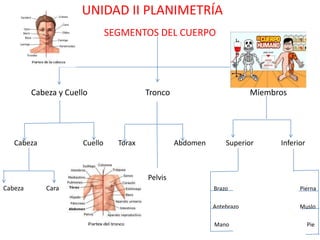 UNIDAD II PLANIMETRÍA
                               SEGMENTOS DEL CUERPO




         Cabeza y Cuello                 Tronco                         Miembros




   Cabeza             Cuello     Torax            Abdomen       Superior      Inferior



                                         Pelvis
Cabeza       Cara                                           Brazo                   Pierna

                                                            Antebrazo               Muslo

                                                            Mano                         Pie
 