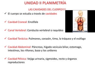 UNIDAD II PLANIMETRÍA
                   LAS CAVIDADES DEL CUERPO!!!!
 El cuerpo se estudia a través de cavidades

 Cavidad Craneal: Encéfalo

 Canal Vertebral: Conducto vertebral o raquídeo

 Cavidad Torácica: Pulmones, corazón, timo, la tráquea y el esófago

 Cavidad Abdominal: Páncreas, hígado vesícula biliar, estomago,
  intestinos, los riñones, bazo y los uréteres

 Cavidad Pélvica: Vejiga urinaria, sigmoides, recto y órganos
  reproductores
 