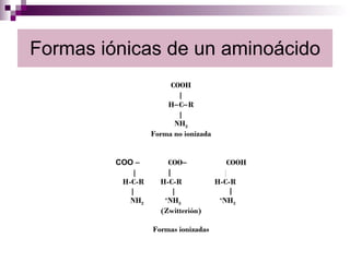 Formas iónicas de un aminoácido <ul><ul><li>COOH </li></ul></ul><ul><ul><li> </li></ul></ul><ul><ul><li>H  C  R </li></...