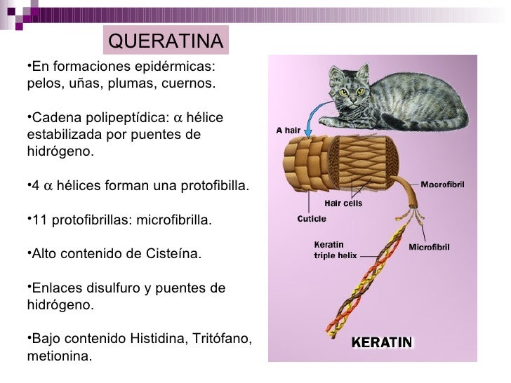 Estructura y función de aminoácidos péptidos y proteínas