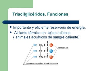 Triacilglicéridos. Funciones

 Importante y eficiente reservorio de energía.
 Aislante térmico en tejido adiposo
 ( animales acuáticos de sangre caliente)
 