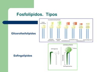 Fosfolípidos. Tipos



Glicerofosfolípidos




 Esfingolípidos
 