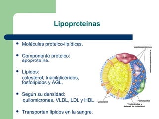 Lipoproteínas

   Moléculas proteico-lipídicas.

   Componente proteico:
    apoproteína.

   Lípidos:
    colesterol, triacilglicéridos,
    fosfolípidos y AGL.

   Según su densidad:
    quilomicrones, VLDL, LDL y HDL.

   Transportan lípidos en la sangre.
 