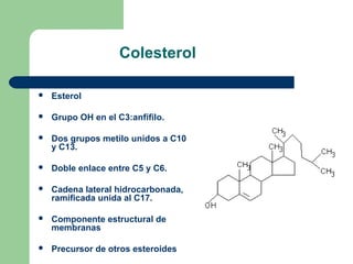 Colesterol

   Esterol

   Grupo OH en el C3:anfífilo.

   Dos grupos metilo unidos a C10
    y C13.

   Doble enlace entre C5 y C6.

   Cadena lateral hidrocarbonada,
    ramificada unida al C17.

   Componente estructural de
    membranas

   Precursor de otros esteroides
 