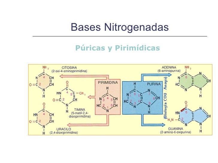 Estructura y función de Ácidos nucleicos