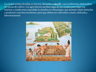 La ciudad estaba dividida en barrios, llamados calpulli, cuyos habitantes disfrutaban
de tierras de cultivo. Los agricultores sacaban agua de los canales para regar sus
huertos, y estaba muy extendida la siembra en chinampas, que siempre están húmedas
y producen cosechas excelentes, pero que deben ser cultivadas a mano, delicada y
laboriosamente.
 