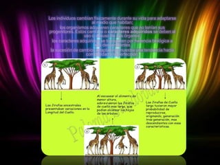 Los individuos cambian físicamente durante su vida para adaptarse
al medio que habitan;
los organismos adquieren caracteres que no tenían sus
progenitores. Estos cambios o caracteres adquiridos se deben al
uso o desuso de sus órganos;
los caracteres adquiridos se transmiten por herencia biológica a
sus descendientes
la sucesión de cambios adaptativos muestra una tendencia hacia
complejidad y la perfección.

 