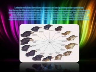 La teoría evolutiva o darwinismo se concreta en los siguientes puntos o postulados:
Las formas de vida no son estáticas sino que evolucionan ; las especies cambian continuamente,
unas se originan y otros se extinguen. El proceso de la evolución es gradual , lento y continuo, sin
saltos discontinuos o cambios súbitos. Los organismos parecidos se hallan emparentados y
descienden de un antepasado común . Todos los organismos vivientes pueden remontarse a un
origen único de la vida. La selección natural es la llave, en dos fases, que explica todo el sistema.

 