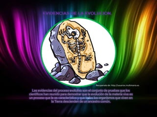 Recuperado de: http://usuarios.multimania.es

Las evidencias del proceso evolutivo son el conjunto de pruebas que los
científicos han reunido para demostrar que la evolución de la materia viva es
un proceso que le es característico y que todos los organismos que viven en
la Tierra descienden de un ancestro común.

:

 