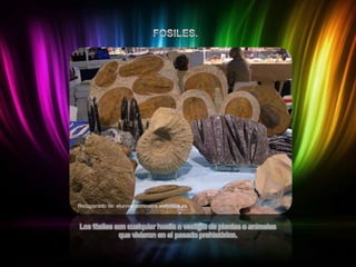 Recuperado de: eluniversomovera.webnode.es

Los fósiles son cualquier huella o vestigio de plantas o animales
que vivieron en el pasado prehistórico.

 