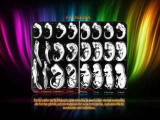 Recuperado de http://www.ciberdroide.com/wordpress/wpcontent/uploads/ontogenia_filogenia_2.jpg

Es la parte de la biología que estudia la evolución de las especies
de forma global, en contraposición a la ontogenia, que estudia la
evolución del individuo.

 