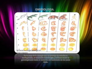 Recuperado de: biologia.laguia2000.com

Es la rama de la biología que se encarga de estudiar la
morfogénesis, el desarrollo embrionario y nervioso desde la
gametogénesis hasta el momento del nacimiento de los seres
vivos.

 