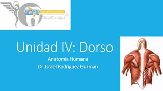 Unidad IV: Dorso
Anatomía Humana
Dr. Israel Rodriguez Guzman
 