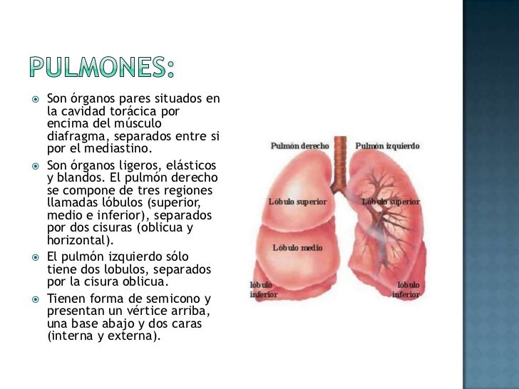Unidad 4 Aparato Respiratorio Partes Que Lo Integran