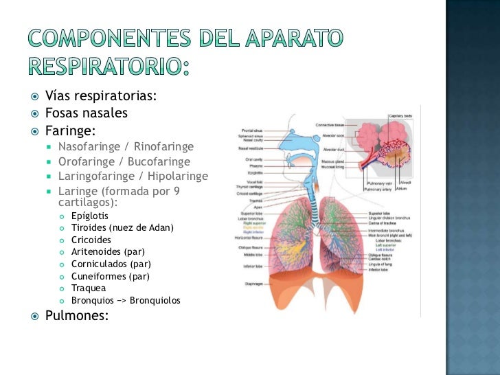 Unidad 4 Aparato Respiratorio Partes Que Lo Integran