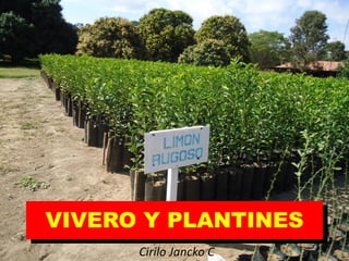VIVERO Y PLANTINES
Cirilo Jancko C.
 