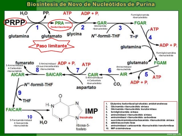 lecciones importantes sobre atp metabolismo