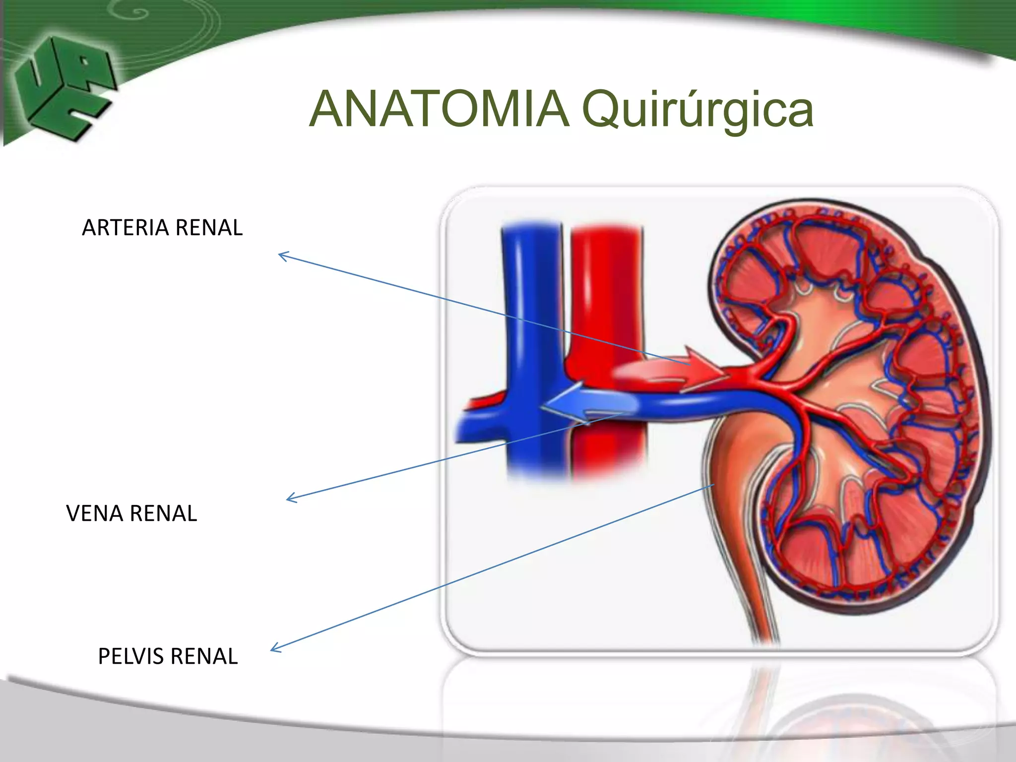 TÉCNICAS DE INSTRUMENTACIÓN QUIRÚRGICAS EN RIÑÓN PARA ESTUDIANTES DEL ...