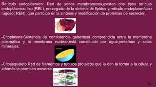 Retículo endoplásmico: Red de sacos membranosos,existen dos tipos retículo
endoplásmico liso (REL), encargado de la síntesis de lípidos y retículo endoplasmático
rugoso( RER) ,que participa en la síntesis y modificación de proteínas de secreción.
-Citoplasma:Sustancia de consistencia gelatinosa comprendida entre la membrana
plasmática y la membrana nuclear,está constituido por agua,proteínas y sales
minerales.
-Citoesqueleto:Red de filamentos y túbulos proteicos que le dan la forma a la célula y
además le permiten moverse.
10
 