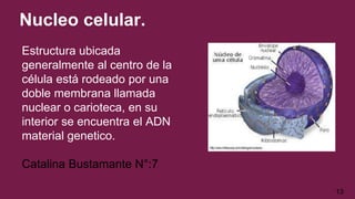 Estructura ubicada
generalmente al centro de la
célula está rodeado por una
doble membrana llamada
nuclear o carioteca, en su
interior se encuentra el ADN
material genetico.
Catalina Bustamante N°:7
Nucleo celular.
13
 