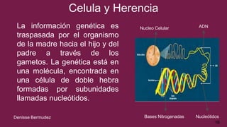Celula y Herencia
La información genética es
traspasada por el organismo
de la madre hacia el hijo y del
padre a través de los
gametos. La genética está en
una molécula, encontrada en
una célula de doble hebra
formadas por subunidades
llamadas nucleótidos.
Nucleo Celular ADN
Bases Nitrogenadas Nucleótidos
16
Denisse Bermudez
 