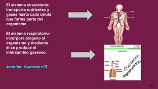 El sistema circulatorio:
transporta nutrientes y
gases hasta cada célula
que forma parte del
organismo.
El sistema respiratorio:
incorpora oxígeno al
organismo y mediante
èl se produce el
intercambio gaseoso.
Jennifer Acevedo nº2
19
 