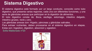 Sistema Digestivo
El sistema digestivo está formado por un largo conducto, conocido como tubo
digestivo, que presenta varias regiones, cada una con diferentes funciones, y una
serie de glándulas anexas que participan en la digestión de alimentos.
El tubo digestivo consta de: Boca, esofago, estomago, intestino delgado,
intestino grueso, recto y ano.
Las glándulas anexas son: Hígado, páncreas y glándulas salivales.
Para extraer nutrientes, deben procesarse en el sistema digestivo en etapas.
Estas son: Ingestion, digestion, absorcion y egestion.
Sofia Maldonado nº20
20
 