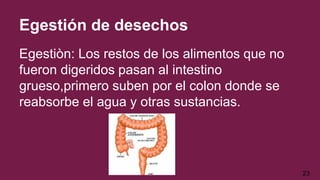 Egestión de desechos
Egestiòn: Los restos de los alimentos que no
fueron digeridos pasan al intestino
grueso,primero suben por el colon donde se
reabsorbe el agua y otras sustancias.
23
 