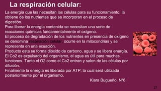 La respiración celular:
La energía que las necesitan las células para su funcionamiento, la
obtiene de los nutrientes que se incorporan en el proceso de
digestión.
Para liberar la energía contenida se necesitan una serie de
reacciones químicas fundamentalmente el oxígeno.
El proceso de degradación de los nutrientes en presencia de oxígeno
se denomina respiración celular, ocurre en la mitocondrias y se
representa en una ecuación.
Producto esta se forma dióxido de carbono, agua y se libera energía.
El Co2 es expulsado del organismo, el agua es útil para muchas
funciones. Tanto el O2 como el Co2 entran y salen de las células por
difusión.
Finalmente la energía es liberada por ATP, la cual será utilizada
posteriormente por el organismo.
Kiara Bugueño. Nº6
27
 